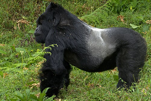 Gorilla beringei